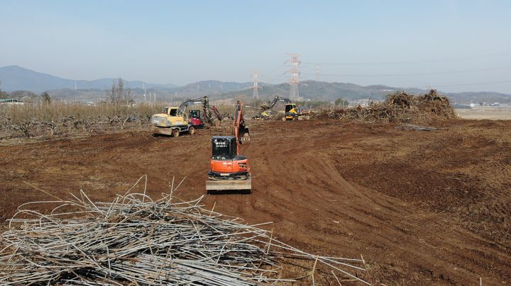[예산=뉴시스] 충남 예산군이 삽교읍의 한 배 재배 농가에서 과수화상병 발생을 확인돼 6일 굴삭기 등을 이용해 해당 농가 나무 매몰 처리에 나서고 있다. (사진=독자 제공) 2026.03.05. photo@newsis.com *재판매 및 DB 금지