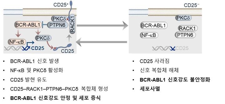 [서울=뉴시스] CD25 단백질에 의한 신호 강도 안정화 개념도. (사진=고려대 제공) 2026.03.05. photo@newsis.com *재판매 및 DB 금지
