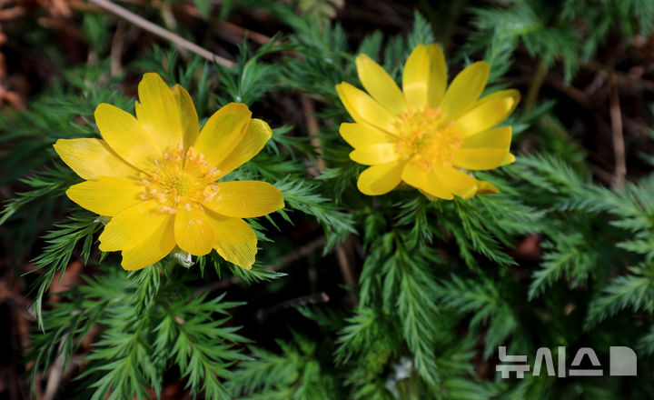[제주=뉴시스] 우장호 기자 = 만물이 겨울잠에서 깨어난다는 절기 경칩(驚蟄)인 5일 오전 제주시 봉개동 민오름 둘레길 인근에 봄의 전령 세복수초가 피어나 탐방객들의 시선을 끌고 있다. 2026.03.05. woo1223@newsis.com