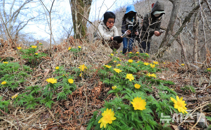 [제주=뉴시스] 우장호 기자 = 만물이 겨울잠에서 깨어난다는 절기 '경칩'인 5일 오전 제주시 봉개동 민오름 둘레길 인근에 봄의 전령 세복수초가 피어나 탐방객들의 시선을 끌고 있다. 2026.03.05. woo1223@newsis.com