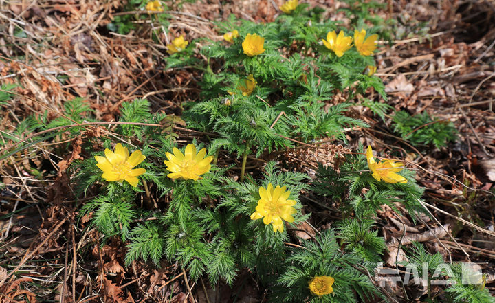 [제주=뉴시스] 우장호 기자 = 만물이 겨울잠에서 깨어난다는 절기 경칩(驚蟄)인 5일 오전 제주시 봉개동 민오름 둘레길 인근에 봄의 전령 세복수초가 피어나 탐방객들의 시선을 끌고 있다. 2026.03.05. woo1223@newsis.com