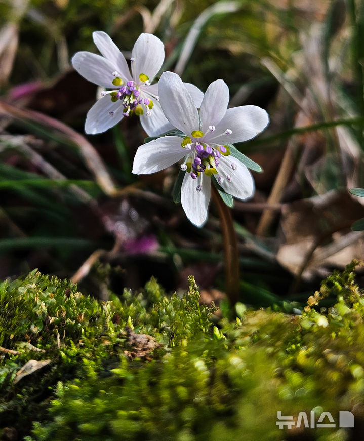[제주=뉴시스] 우장호 기자 = 만물이 겨울잠에서 깨어난다는 절기 경칩(驚蟄)인 5일 오전 제주시 봉개동 민오름 둘레길 인근에 봄의 전령인 변산바람꽃이 피어나 탐방객들의 시선을 끌고 있다. 2026.03.05. woo1223@newsis.com