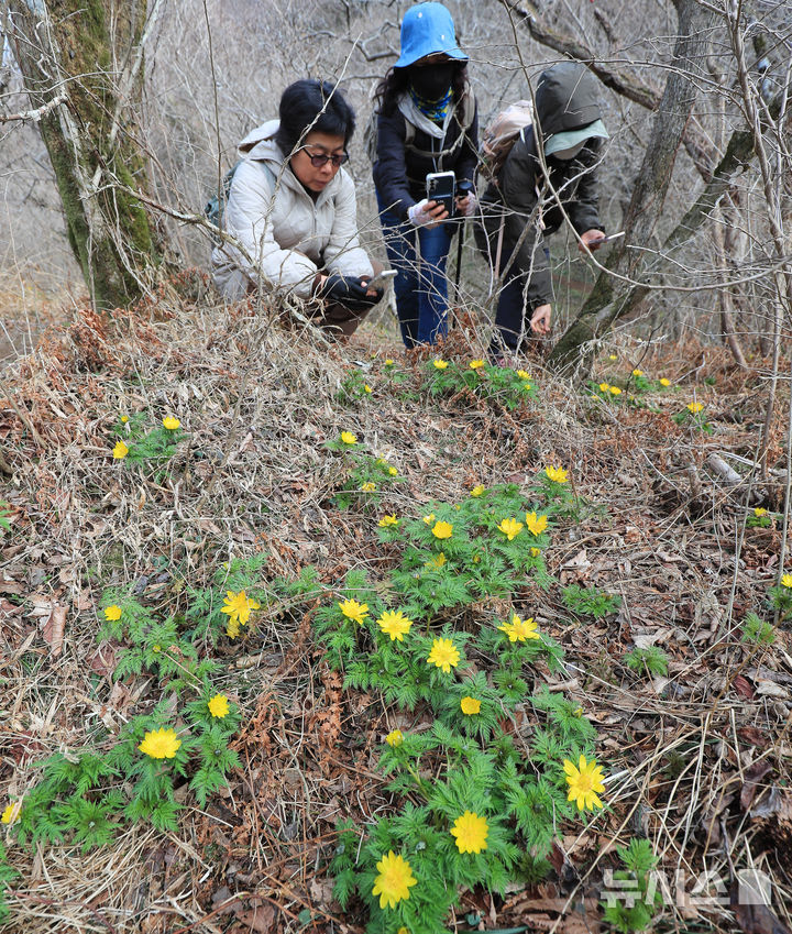 [제주=뉴시스] 우장호 기자 = 만물이 겨울잠에서 깨어난다는 절기 경칩(驚蟄)인 5일 오전 제주시 봉개동 민오름 둘레길 인근에 봄의 전령 세복수초가 피어나 탐방객들의 시선을 끌고 있다. 2026.03.05. woo1223@newsis.com