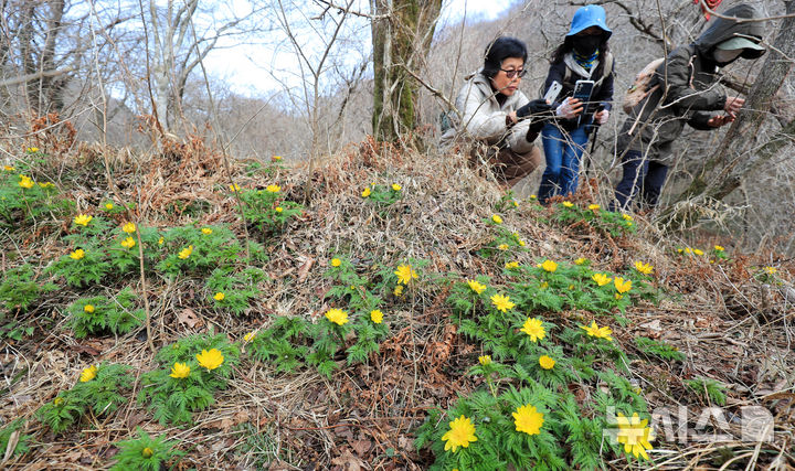 [제주=뉴시스] 우장호 기자 = 만물이 겨울잠에서 깨어난다는 절기 경칩(驚蟄)인 5일 오전 제주시 봉개동 민오름 둘레길 인근에 봄의 전령 세복수초가 피어나 탐방객들의 시선을 끌고 있다. 2026.03.05. woo1223@newsis.com
