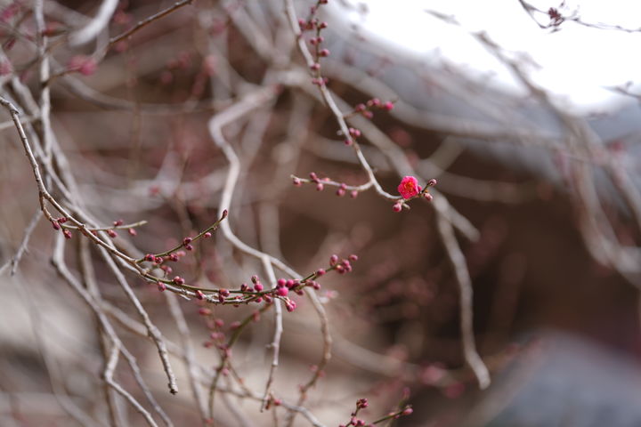 [뉴시스Pic]화엄사 홍매화 '꽃망울'…작년보다 16일 빨라
