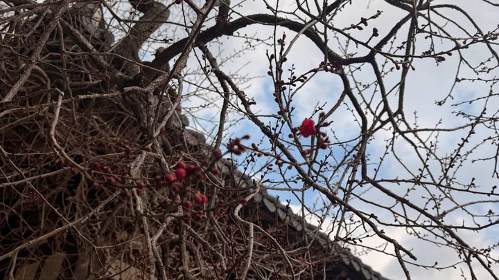 [뉴시스Pic]화엄사 홍매화 '꽃망울'…작년보다 16일 빨라