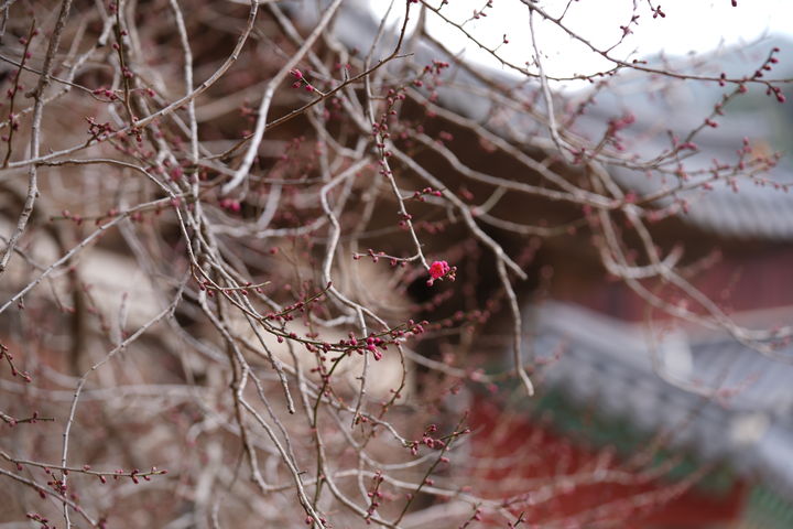 [뉴시스Pic]화엄사 홍매화 '꽃망울'…작년보다 16일 빨라
