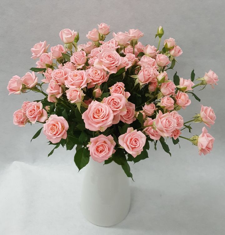 [진주=뉴시스]대한민국 우수품종상을 수상한 장미 '햇살'.(사진=경남농업기술원 제공).2026.03.06.photo@newsis.com *재판매 및 DB 금지