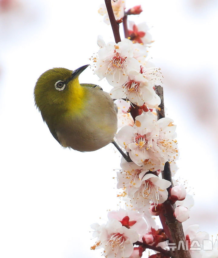[제주=뉴시스] 우장호 기자 = 흐린 날씨를 보인 6일 오전 제주시 건입동의 한 매화 나무에 동박새가 날아와 꿀을 따먹고 있다. 2026.03.06. woo1223@newsis.com