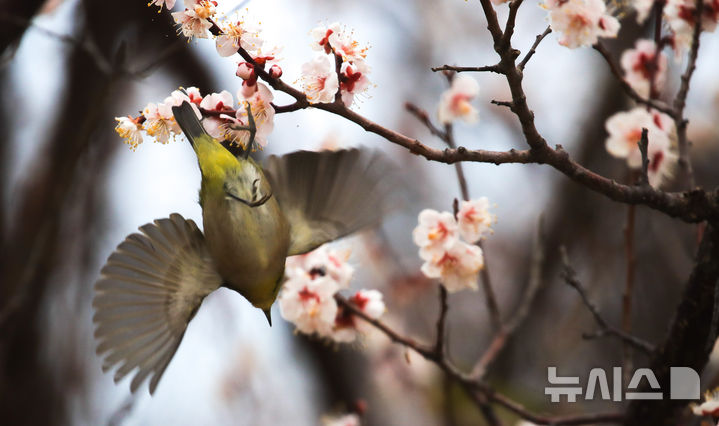 [제주=뉴시스] 우장호 기자 = 흐린 날씨를 보인 6일 오전 제주시 건입동의 한 매화 나무 사이로 동박새가 날아가고 있다. 2026.03.06. woo1223@newsis.com