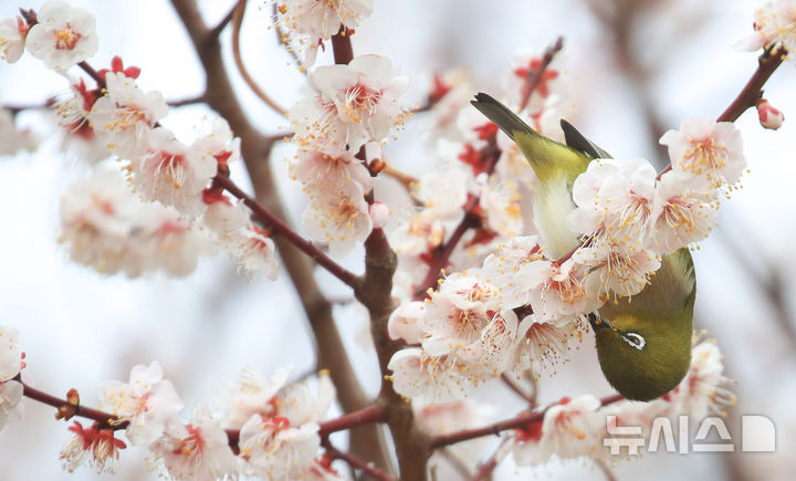 [제주=뉴시스] 우장호 기자 = 흐린 날씨를 보인 6일 오전 제주시 건입동의 한 매화 나무에 동박새가 날아와 꿀을 따먹고 있다. 2026.03.06. woo1223@newsis.com