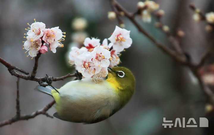 [제주=뉴시스] 우장호 기자 = 흐린 날씨를 보인 6일 오전 제주시 건입동의 한 매화 나무에 동박새가 날아와 꿀을 따먹고 있다. 2026.03.06. woo1223@newsis.com