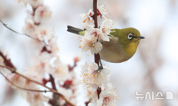 [제주=뉴시스] 우장호 기자 = 흐린 날씨를 보인 6일 오전 제주시 건입동의 한 매화 나무에 동박새가 날아와 꿀을 따먹고 있다. 2026.03.06. woo1223@newsis.com