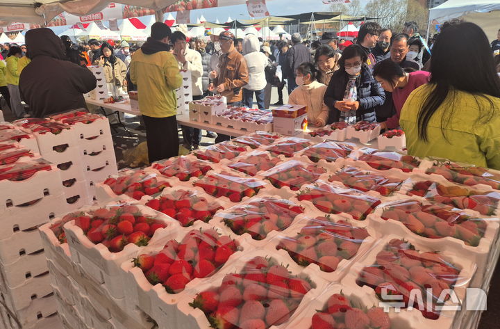[완주=뉴시스] 김얼 기자 = 제24회 완주 삼례 딸기대축제가 한창인 7일 전북 완주군 삼례농협 공영주차장 특설판매장이 딸기를 구매하기 위해 몰린 시민들로 북적이고 있다. 이 축제는 지난 6일 시작돼 8일까지 열린다.. 2026.03.07. pmkeul@newsis.com
