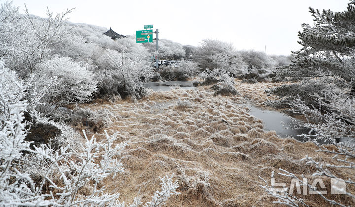 [제주=뉴시스] 우장호 기자 = 기습 추위가 찾아온 7일 오전 제주 한라산 1100고지 습지 인근 고지대에 상고대가 활짝 피어나 봄 계절 속 겨울 정취를 자아내고 있다. 2026.03.07. woo1223@newsis.com