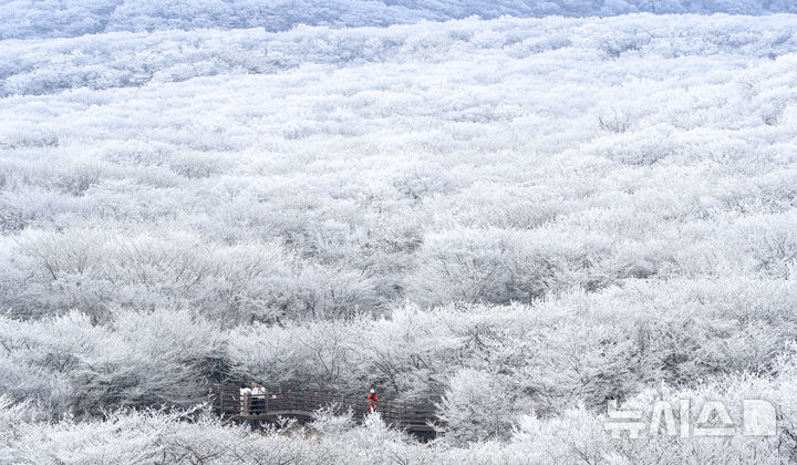 [제주=뉴시스] 우장호 기자 = 기습 추위가 찾아온 7일 오전 제주 한라산 1100고지 습지 인근 고지대에 상고대가 활짝 피어나 봄 계절 속 겨울 정취를 자아내고 있다. 2026.03.07. woo1223@newsis.com