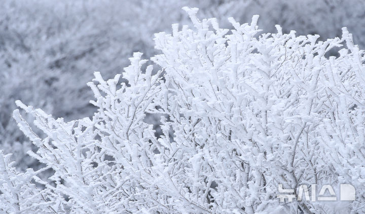 [제주=뉴시스] 우장호 기자 = 기습 추위가 찾아온 7일 오전 제주 한라산 1100고지 습지 인근 고지대에 상고대가 활짝 피어나 봄 계절 속 겨울 정취를 자아내고 있다. 2026.03.07. woo1223@newsis.com