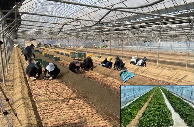 (사진=전북농업기술원 제공) *재판매 및 DB 금지