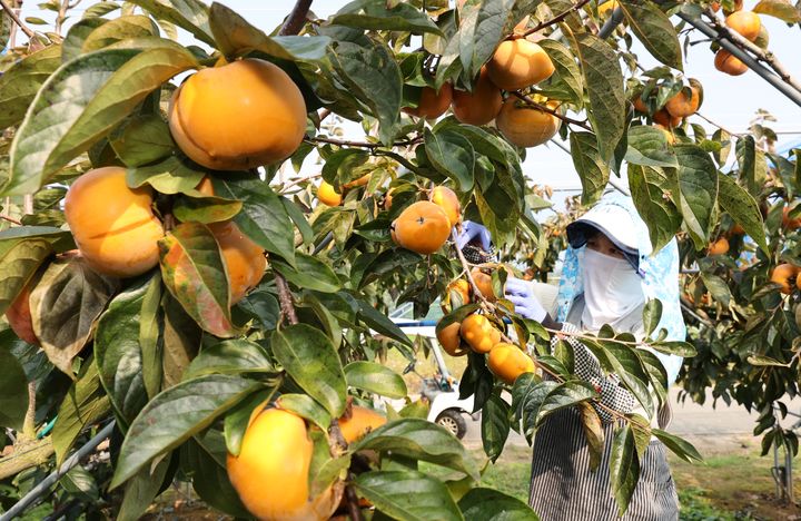 [세종=뉴시스] 감풍 재배 모습. (사진=농촌진흥청 제공) *재판매 및 DB 금지