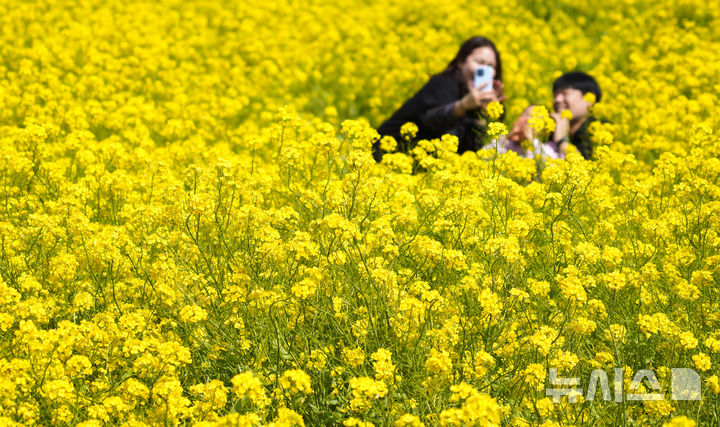 [서귀포=뉴시스] 우장호 기자 = 꽃샘추위가 찾아온 8일 오전 제주 서귀포시 안덕면 산방산 인근에 봄의 전령 유채꽃이 활짝 펴 상춘객들의 시선을 사로 잡고 있다. 2026.03.08. woo1223@newsis.com