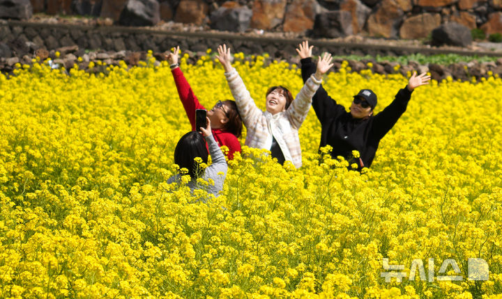 [서귀포=뉴시스] 우장호 기자 = 꽃샘추위가 찾아온 8일 오전 제주 서귀포시 안덕면 산방산 인근에 봄의 전령 유채꽃이 활짝 펴 상춘객들의 시선을 사로 잡고 있다. 2026.03.08. woo1223@newsis.com