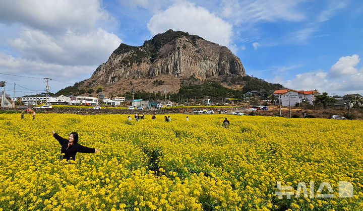 [서귀포=뉴시스] 우장호 기자 = 꽃샘추위가 찾아온 8일 오전 제주 서귀포시 안덕면 산방산 인근에 봄의 전령 유채꽃이 활짝 펴 상춘객들의 시선을 사로 잡고 있다. 2026.03.08. woo1223@newsis.com