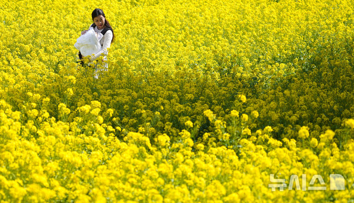 [서귀포=뉴시스] 우장호 기자 = 꽃샘추위가 찾아온 8일 오전 제주 서귀포시 안덕면 산방산 인근에 봄의 전령 유채꽃이 활짝 펴 상춘객들의 시선을 사로 잡고 있다. 2026.03.08. woo1223@newsis.com