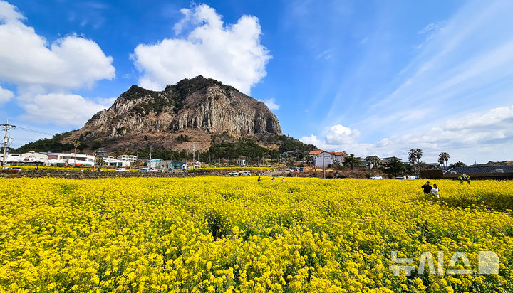 [서귀포=뉴시스] 우장호 기자 = 꽃샘추위가 찾아온 8일 오전 제주 서귀포시 안덕면 산방산 인근에 봄의 전령 유채꽃이 활짝 펴 상춘객들의 시선을 사로 잡고 있다. 2026.03.08. woo1223@newsis.com
