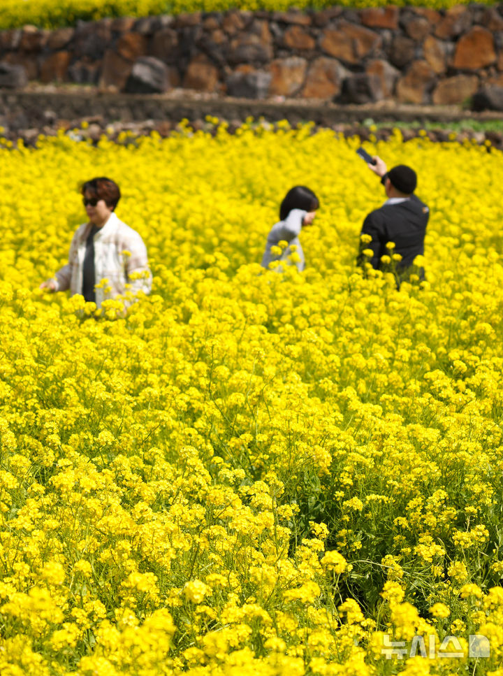 [서귀포=뉴시스] 우장호 기자 = 꽃샘추위가 찾아온 8일 오전 제주 서귀포시 안덕면 산방산 인근에 봄의 전령 유채꽃이 활짝 펴 상춘객들의 시선을 사로 잡고 있다. 2026.03.08. woo1223@newsis.com