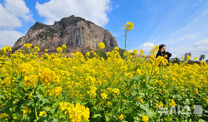 [서귀포=뉴시스] 우장호 기자 = 꽃샘추위가 찾아온 8일 오전 제주 서귀포시 안덕면 산방산 인근에 봄의 전령 유채꽃이 활짝 펴 상춘객들의 시선을 사로 잡고 있다. 2026.03.08. woo1223@newsis.com