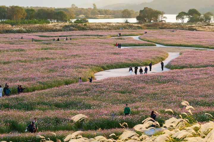 [고령=뉴시스] 다산 은행나무 숲. (사진=고령군 제공) 2026.03.09 photo@newsis.com *재판매 및 DB 금지