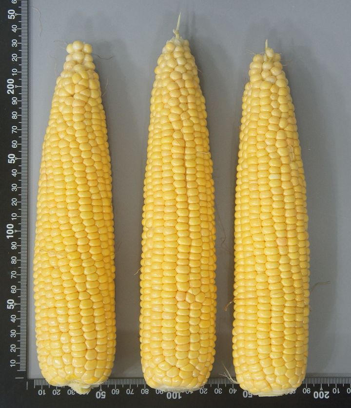 [안동=뉴시스] 청밀옥. (사진=경북도 제공) 2026.03.09. photo@newsis.com *재판매 및 DB 금지