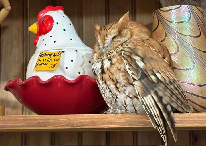 [뉴시스] 미국의 한 골동품점에서 판매용 장식품 사이에 숨어 낮잠을 자던 야생 부엉이가 손님들에게 발견돼 화제가 되고 있다. (사진=AP) *재판매 및 DB 금지