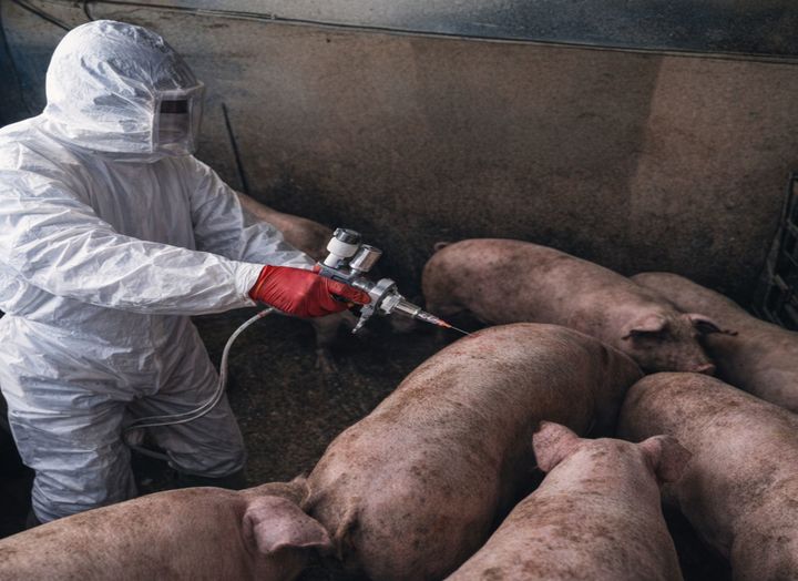[양산=뉴시스] 구제역 에방접종을 하고 있다. (사진=양산시 제공) 2026.03.09. photo@newsis.com *재판매 및 DB 금지