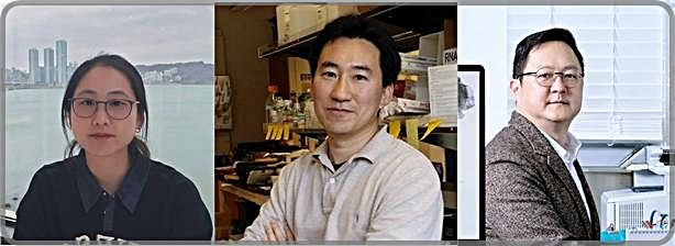 [대전=뉴시스] KAIST 뇌인지과학과 백세범 교수와 미국 UCSD 공동 연구팀이 뇌 속 특정 신경세포가 뇌 신호 흐름을 조절하는 핵심 통로임을 규명하고 마약 탐색 행동을 결정짓는 '조절 스위치' 역할을 한다는 사실을 밝혀냈다.(왼쪽부터)UCSD 생명과학과 정민주 박사·임병국 교수, KAIST 뇌인지과학과 백세범 교수.(사진=KAIST 제공) *재판매 및 DB 금지