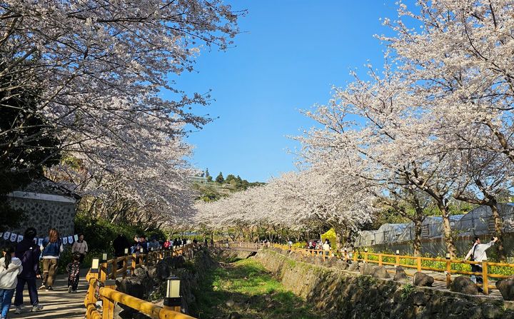 [서귀포=뉴시스] 서귀포시 서홍동 웃물교 일대 벚꽃길 전경. (사진=서귀포시 제공) 2026.03.09. photo@newsis.com *재판매 및 DB 금지