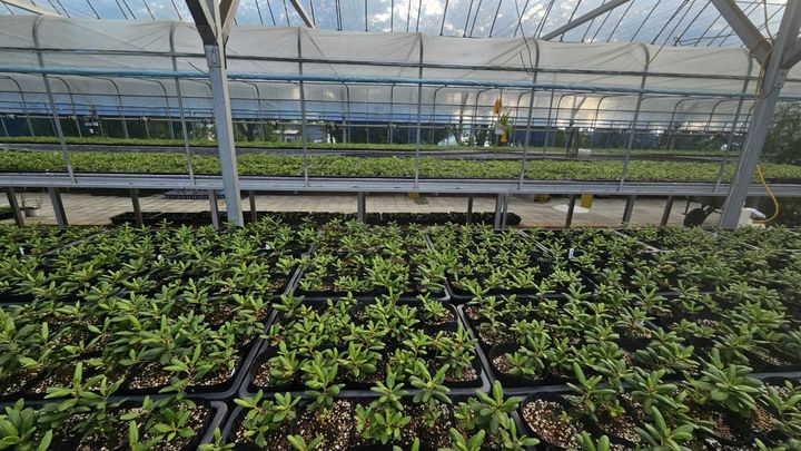 [화성=뉴시스]우리꽃식물원 섬진달래 증식장(사진=화성시 제공)2026.03.09.photo@newsis.com *재판매 및 DB 금지