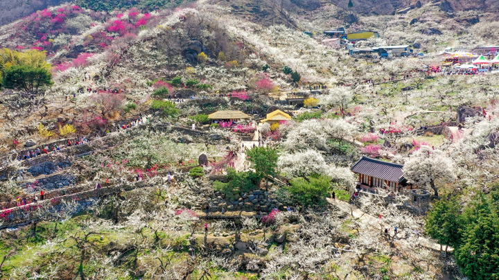 [광양=뉴시스] '제25회 광양매화축제가 열리는 광양매화마을 전경. (사진=광양시 제공) 2026.03.09. photo@newsis.com *재판매 및 DB 금지