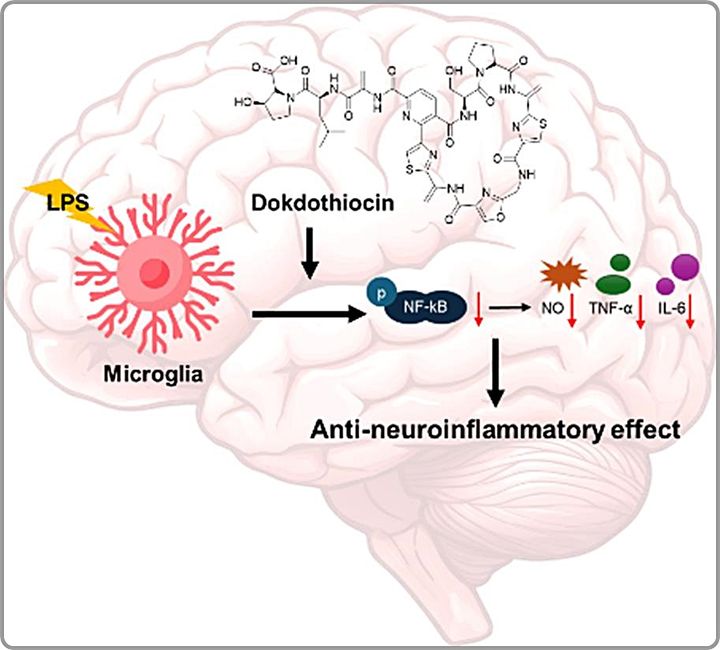 [대전=뉴시스] 생명연구원과 한국과학기술연구원(KIST)이 독도 방선균 배양추출물로부터 신경염증 억제능을 지닌 독도티오신(dokdothiocin) 발굴했다 독도티오신이 뇌 면역세포인 미세아교세포의 염증 반응을 조절해 신경염증을 완화하는 과정을 나타낸 모식도. (사진=생명연구원 제공) 2026.03.09. photo@newsis.com *재판매 및 DB 금지