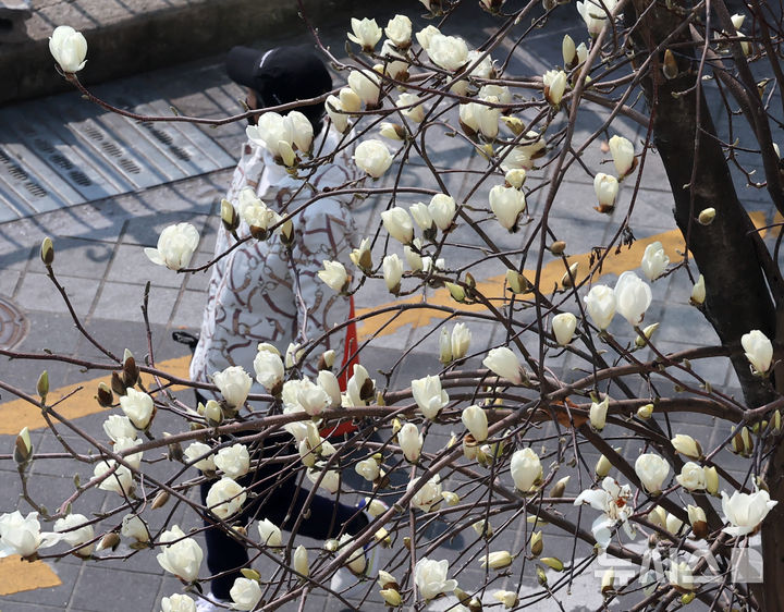 [부산=뉴시스] 하경민 기자 = 포근한 날씨를 보인 9일 부산 남구의 한 주택가에 목련이 꽃망울을 터트려 시민들의 눈길을 사로잡고 있다. 2026.03.09. yulnetphoto@newsis.com