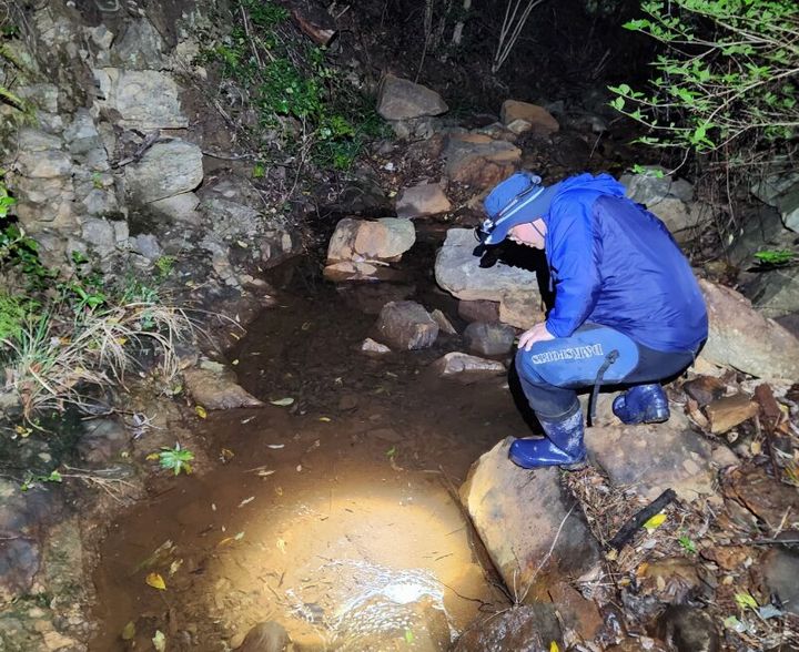 [세종=뉴시스] 섬 지역 개구리류 야간조사. (사진=국립호남권생물자원관 제공) 2026.03.10. photo@newsis.com *재판매 및 DB 금지