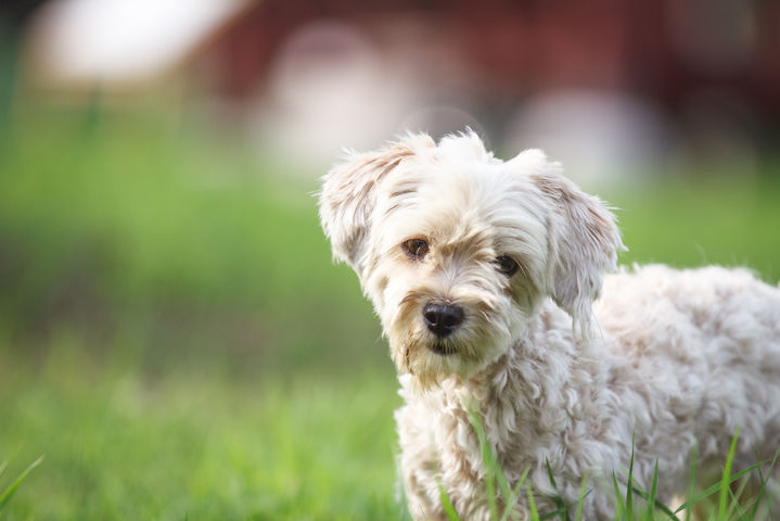 [뉴시스] 개. *기사 본문과는 무관한 사진. (사진=유토이미지) *재판매 및 DB 금지