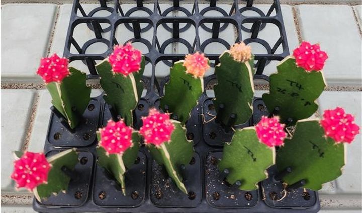 선인장 바이러스 감염 증상(사진=경기도농업기술원 제공) *재판매 및 DB 금지