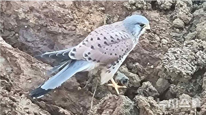 [평택=뉴시스] 카메라에 찍힌 황조롱이 모습 (사진=평택시 종합장사시설 은산리 비상대책위원회 제공) 2026.03.10. photo@newsis.com