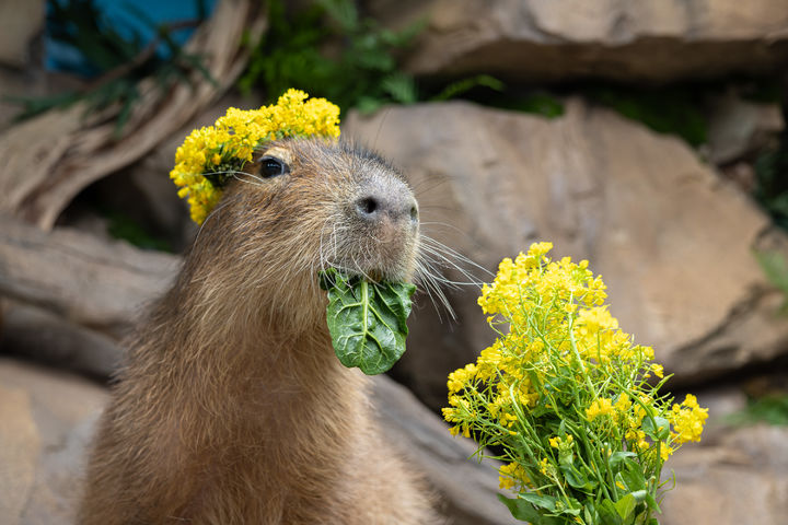 유채꽃 화관을 쓰고 먹이를 먹는 카피바라. (사진=롯데월드) *재판매 및 DB 금지