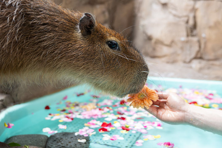 아로마 테라피를 즐기는 카피바라. (사진=롯데월드) *재판매 및 DB 금지