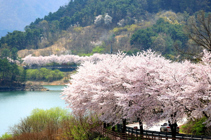 [임실=뉴시스] 임실 옥정호 벚꽃드라이브길. *재판매 및 DB 금지