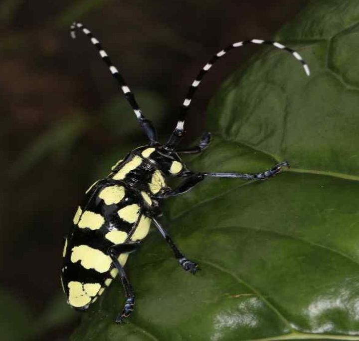 [창원=뉴시스]‘노랑알락하늘소’ 생태계위해우려 생물 지정. (사진=낙동강청 제공) 2026.03.10. photo@newsis.com *재판매 및 DB 금지