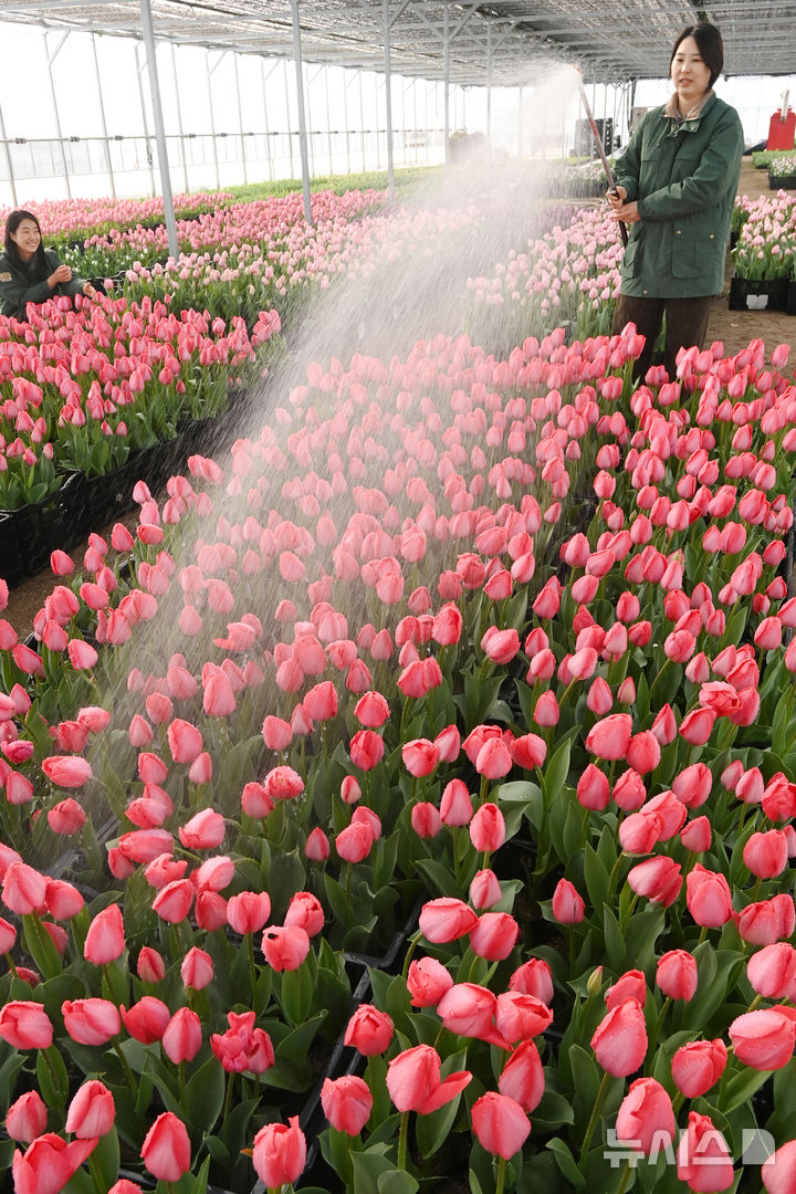 [용인=뉴시스] 김종택 기자 = 10일 경기 용인시 에버랜드 식물하우스에서 직원들이 피어나기 시작한 튤립에 물을 주고 있다.에버랜드는 오는 20일부터 4월30일 까지 튤립, 수선화, 무스카리 등 100여 종 120만 송이 봄꽃이 만발하는 튤립축제를 개최한다. 2026.03.10. jtk@newsis.com