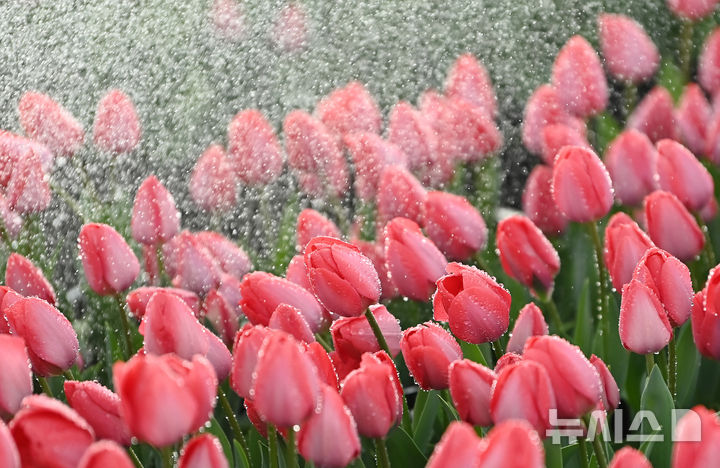 [용인=뉴시스] 김종택 기자 = 10일 경기 용인시 에버랜드 식물하우스에서 피어나기 시작한 튤립이 물을 머금고 있다.에버랜드는 오는 20일부터 4월30일 까지 튤립, 수선화, 무스카리 등 100여 종 120만 송이 봄꽃이 만발하는 튤립축제를 개최한다. 2026.03.10. jtk@newsis.com